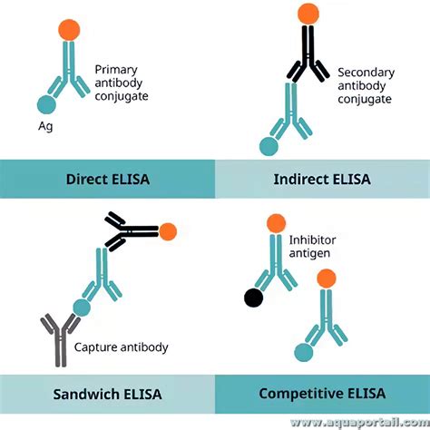 elisa test wikipedia